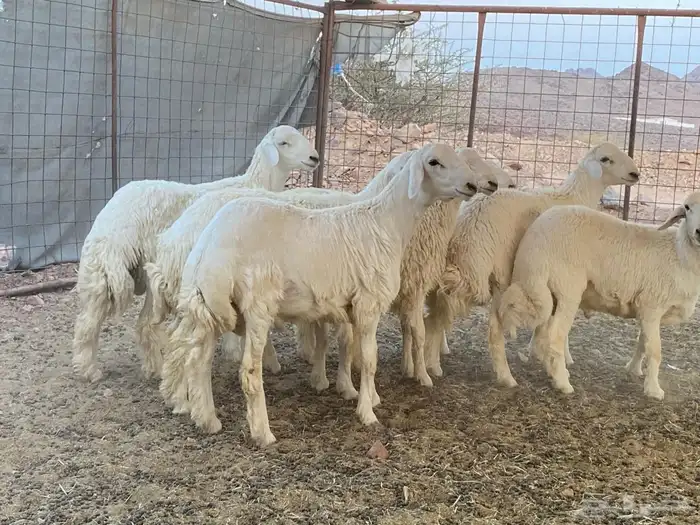 طليان حريات 2