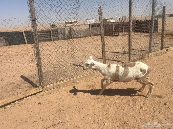 ذبايح سواكني ونعيم 1
