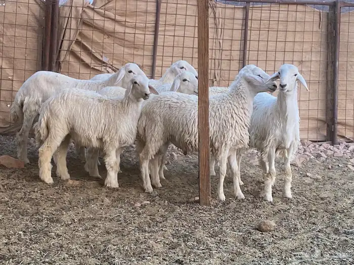 طليان حريات 5