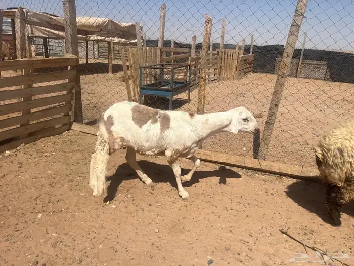ذبايح سواكني ونعيم 0