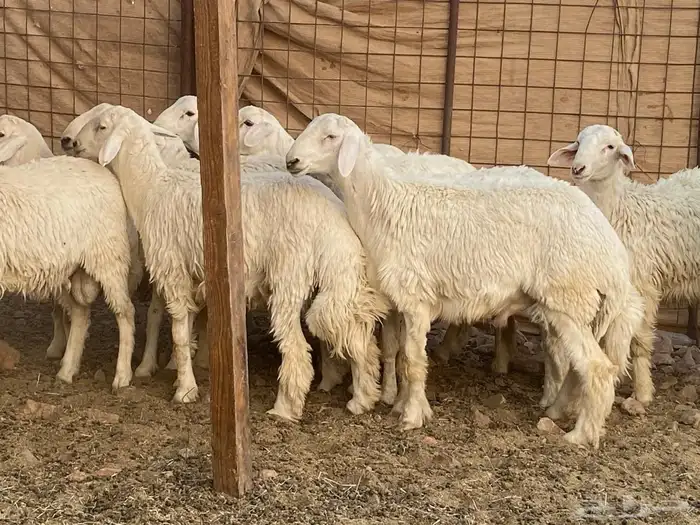 طليان حريات 3