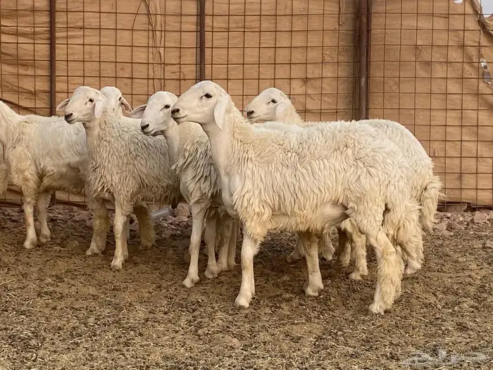 طليان حريات 1