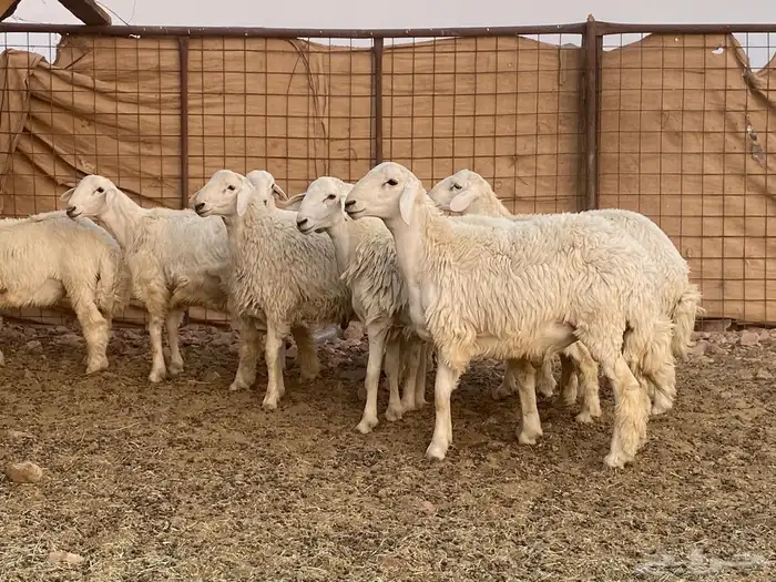 طليان حريات 0