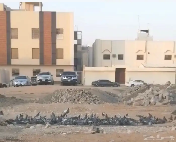 مصيدة حمام اكترونية للبيع 3