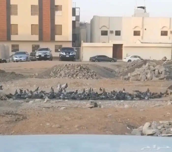 مصيدة حمام اكترونية للبيع 5