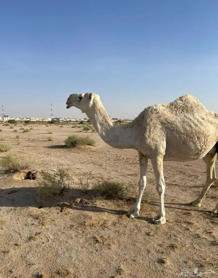 ناقه ضريبه 3