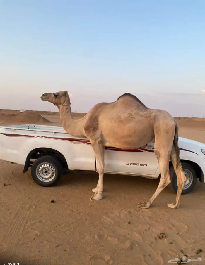 ناقة حرة للبيع الموقع السيدة في شرورة 1