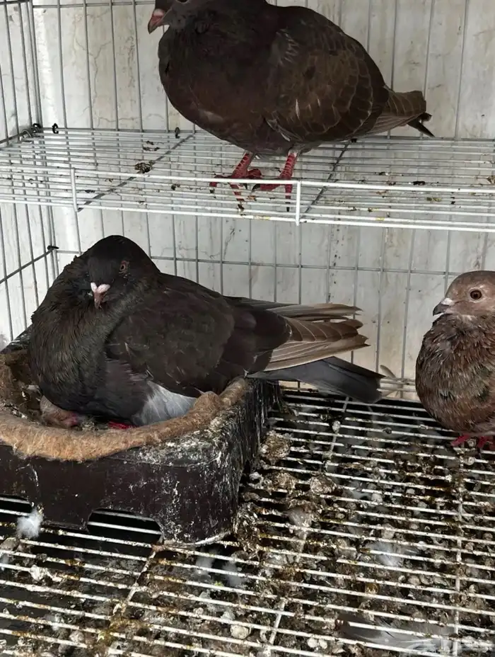 جوز نفاخ 0