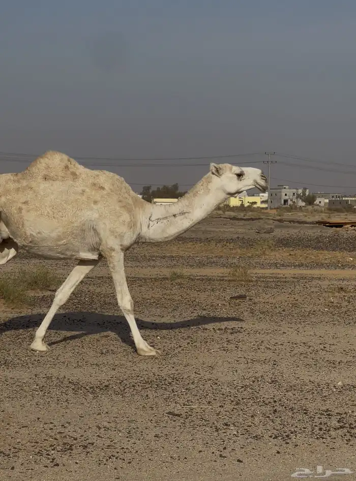 ناقه ضريبه 4