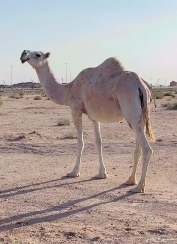 ناقه ضريبه 1