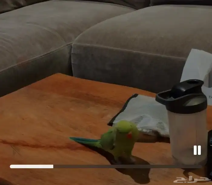 بغبغاء دره للبيع 1