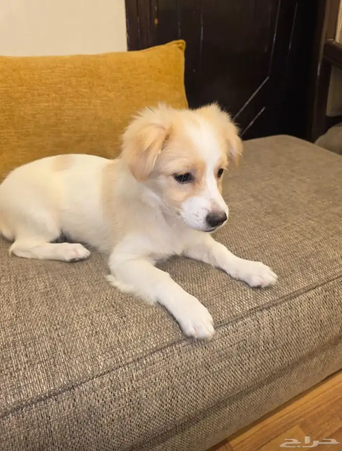 للبيع كلبة أنثى جميلة وذكية اسمها كارمن Maltese Mix مالتيز 1