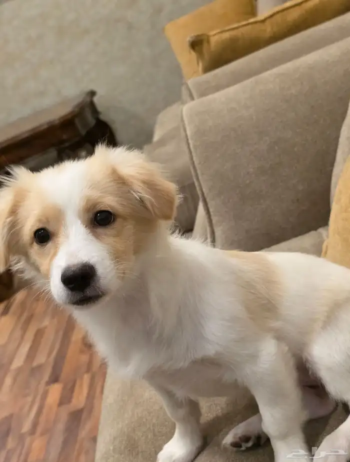 للبيع كلبة أنثى جميلة وذكية اسمها كارمن Maltese Mix مالتيز 0