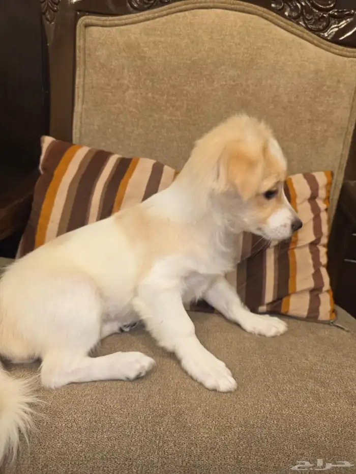 للبيع كلبة أنثى جميلة وذكية اسمها كارمن Maltese Mix مالتيز 2