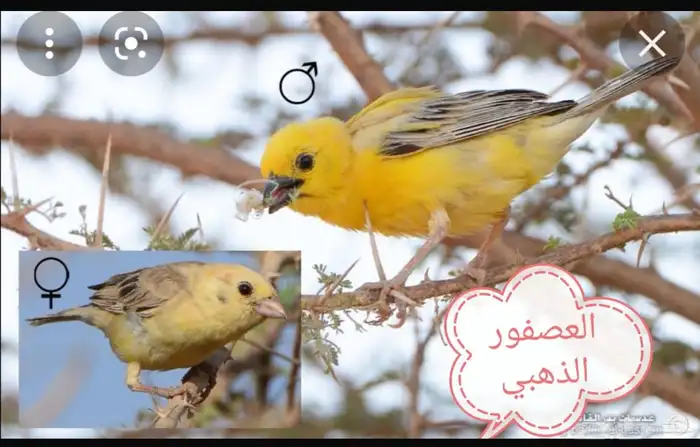 مطلوب كمية بلابل مينا قطا نساج ذهبي 3
