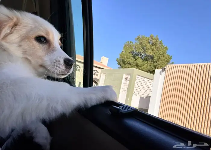 للبيع كلبة أنثى جميلة وذكية اسمها كارمن Maltese Mix مالتيز 4
