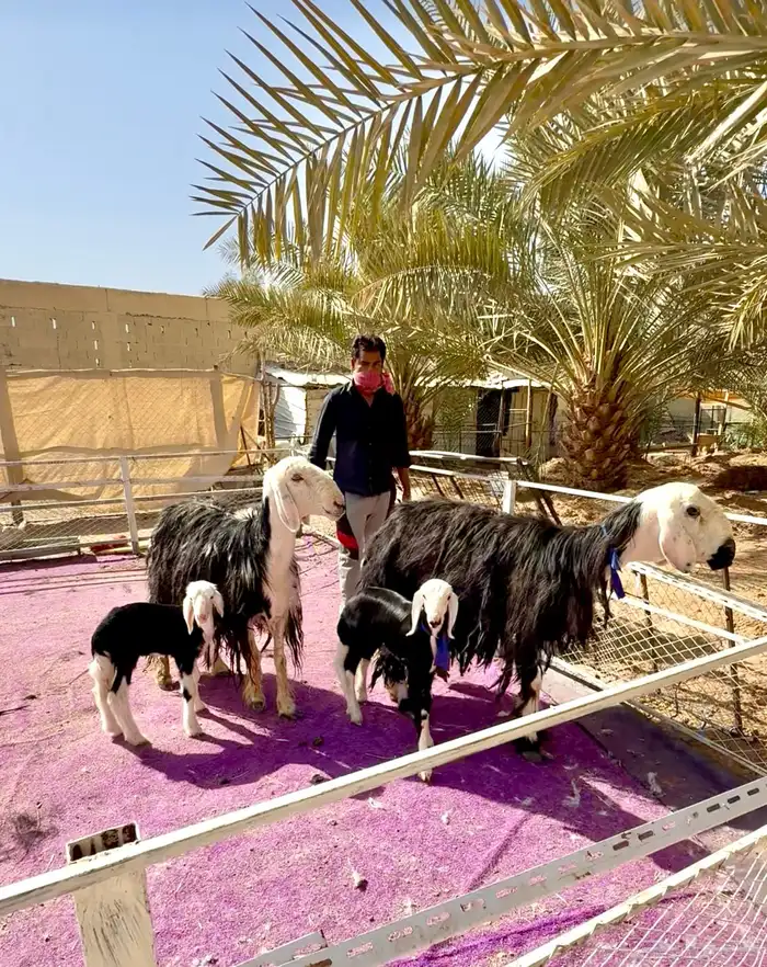 شياه نجد متابيع جروم طيبه 0