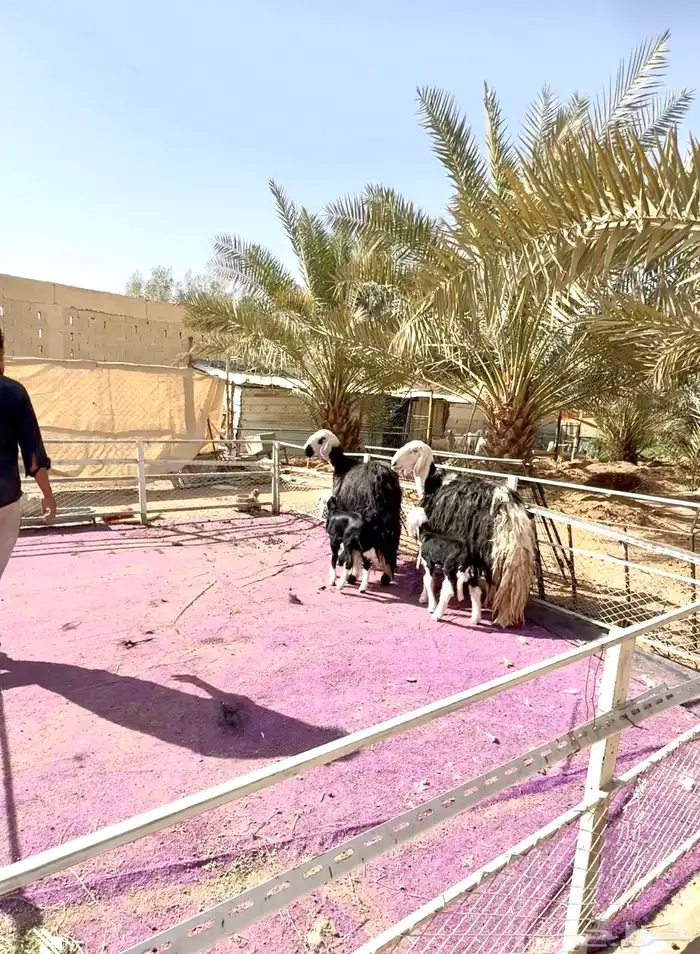 شياه نجد متابيع جروم طيبه 1