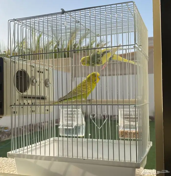 طيور بادجي للبيع 0