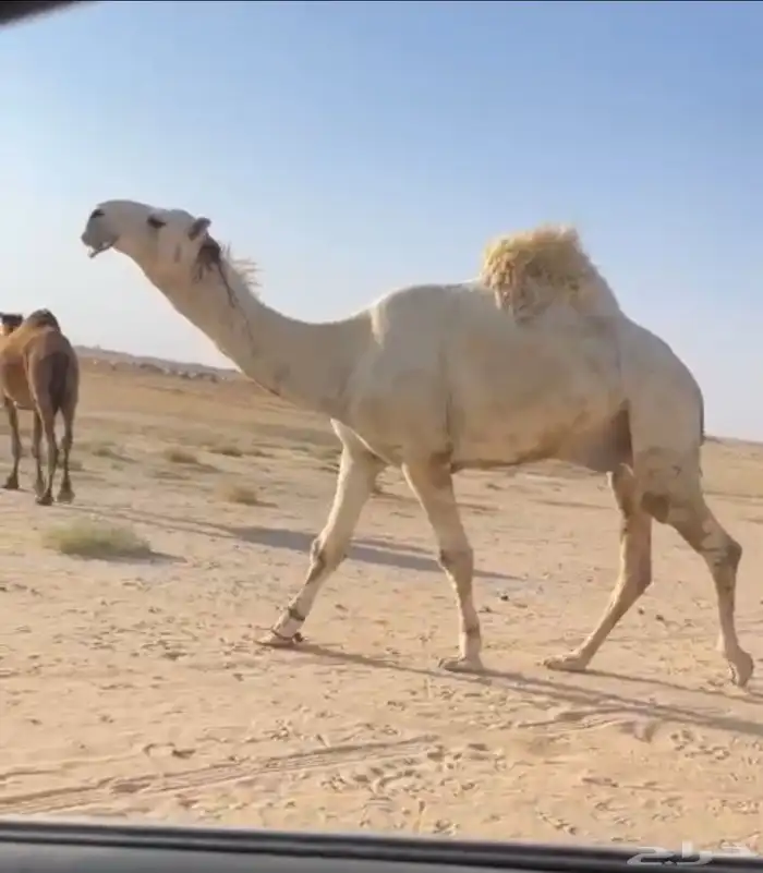 الفحل الثني الباتلي الكفو 1