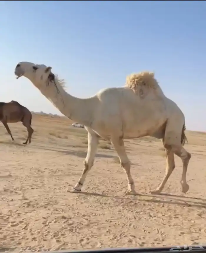 الفحل الثني الباتلي الكفو 4