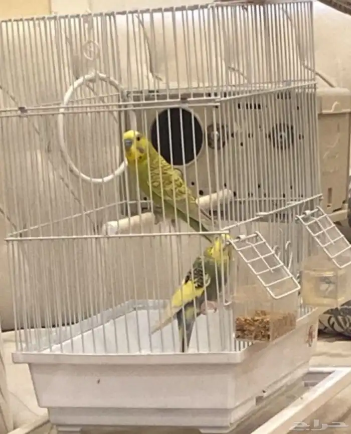طيور بادجي للبيع 1