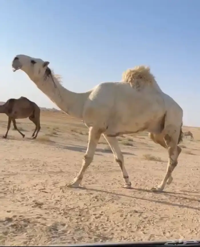الفحل الثني الباتلي الكفو 3