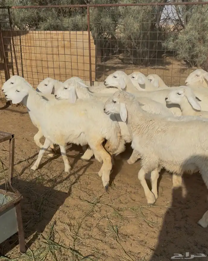 عشرون (20) رخل حرية حلوة للمقنى 4