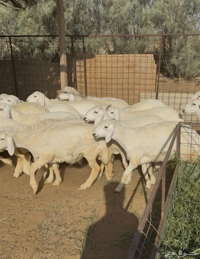 عشرون (20) رخل حرية حلوة للمقنى 0