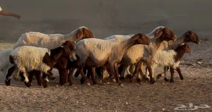 غنم نعيم دبس متاويم 5 يتبعها 10 3