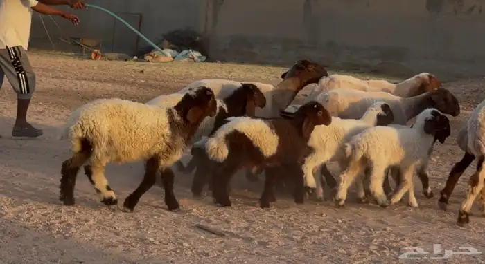 غنم نعيم دبس متاويم 5 يتبعها 10 6