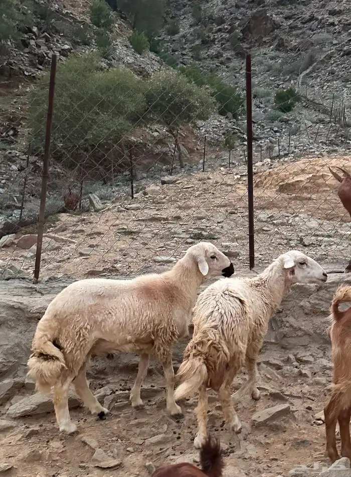 خروف للبيع 2