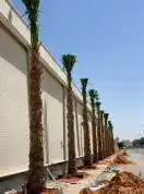 نخل واشنطني وشنطن واشنطوانيا زينه للبيع 8