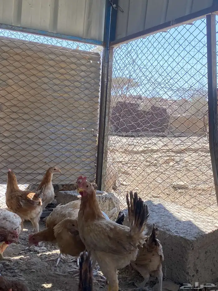 تم البيع الله يبارك لرعيه 10