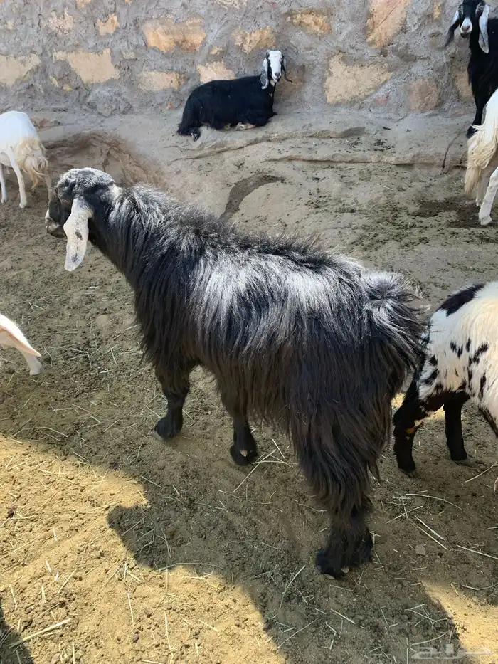 ثنتين معزا حص وعليها تيس وجفره وفحل عارضي 1