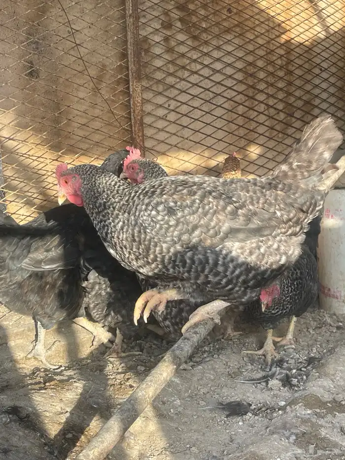 دجاج تركي بيور حجم جانبو 5