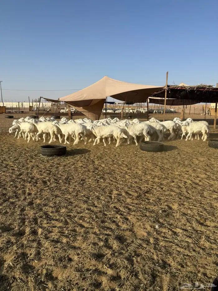 رخال حريات جذعات حرش 65 5