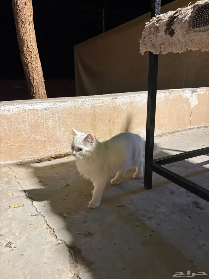 قطة شيرازية للبيع 4