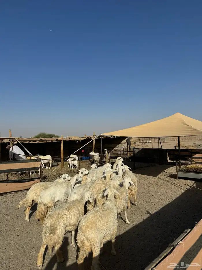 حريات صنف ومقاني 0
