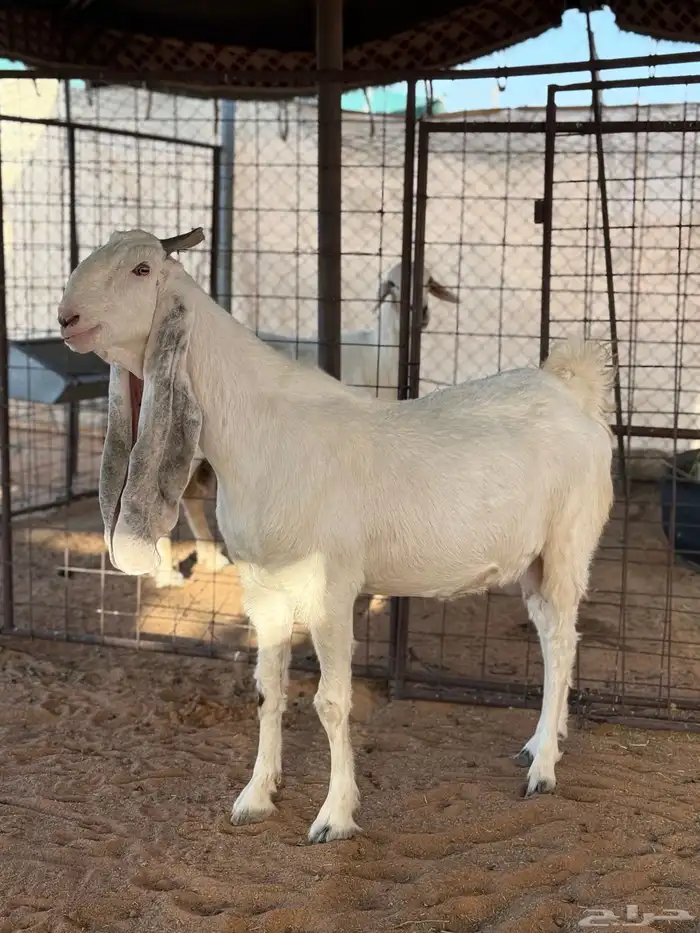 عنز برصا دافع طيبه 0