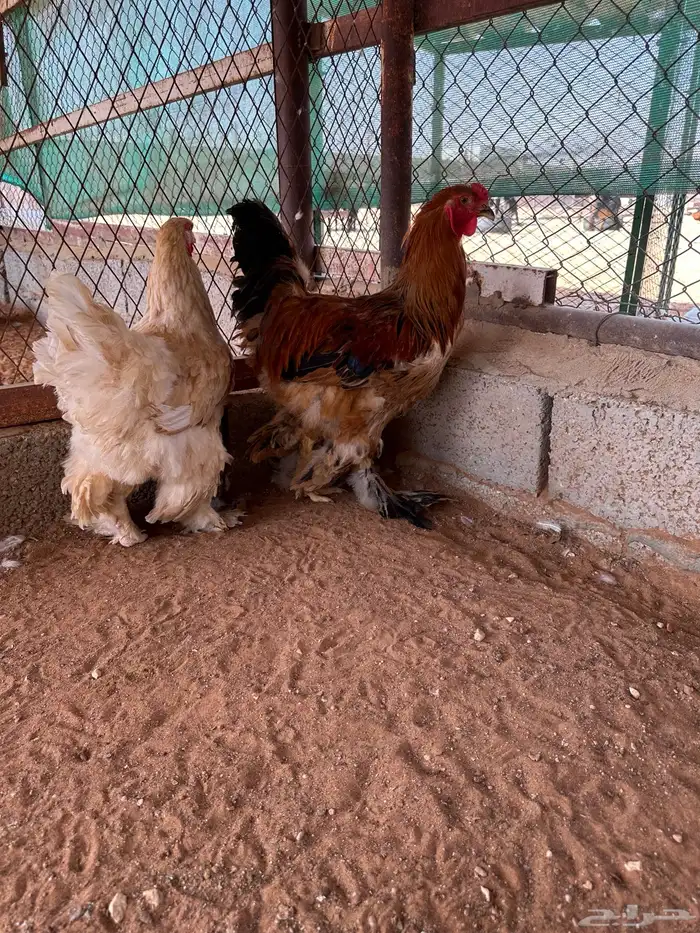 جوز براهما بوف 0