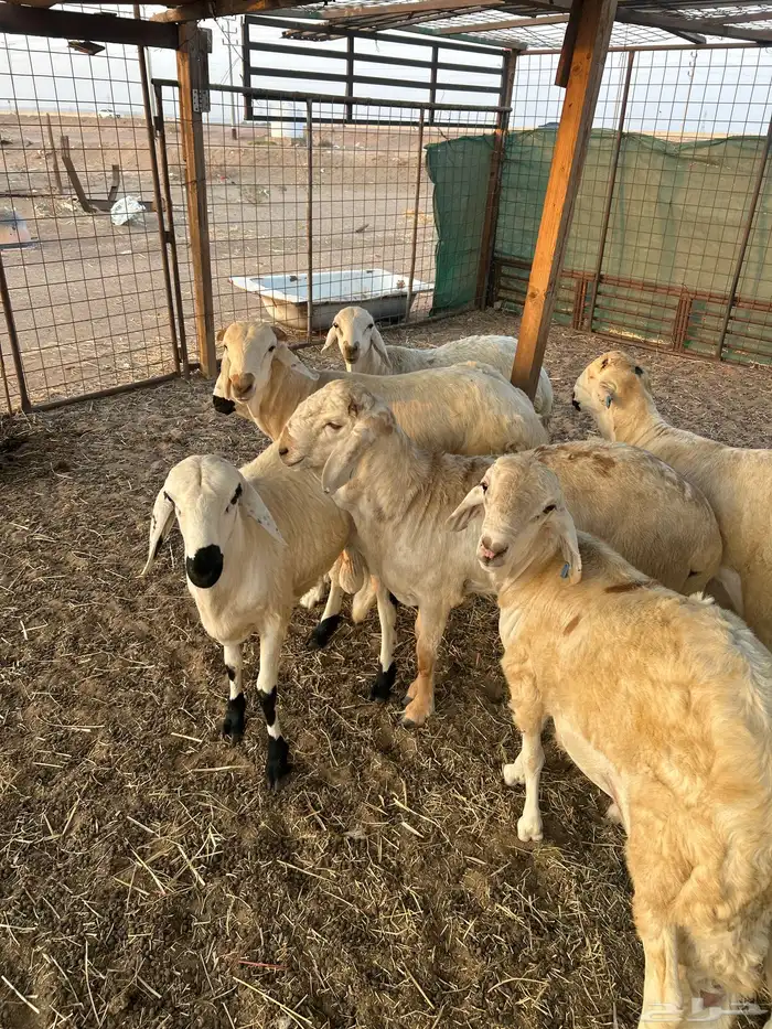 طليان سواكن شبيه الحري تربيه 1