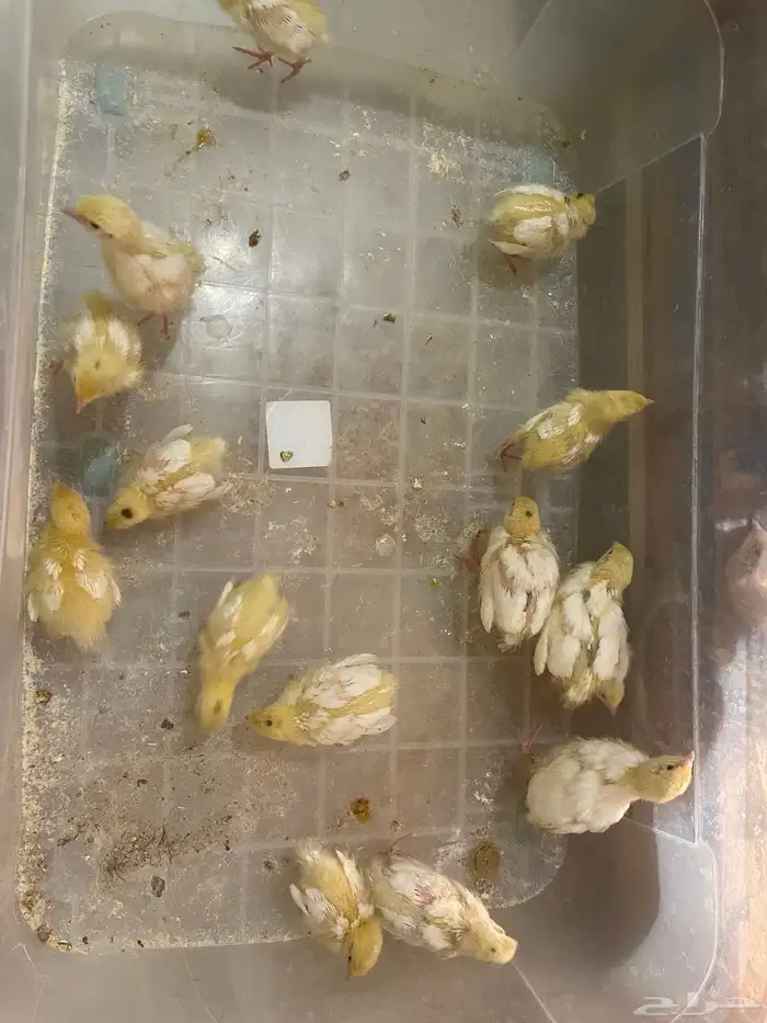 صوص سمان تكساس تم البيع 0