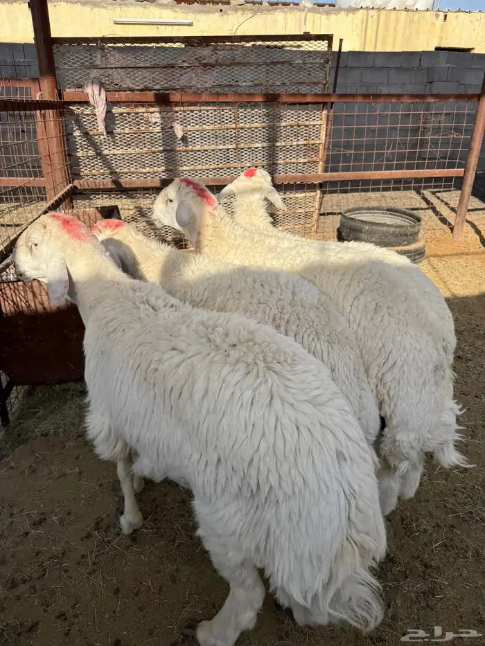 طليان وتيوس ذبايح نظيفه ع الشرط ( سلخ وتوصيل ) 2