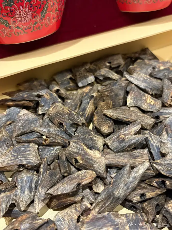 عود كينام مستزرع طبيعي 2