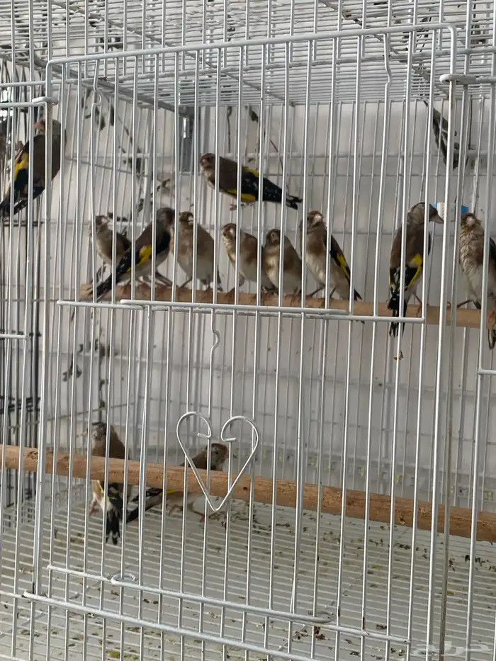 حسون سوري فراخ تم البيع 3