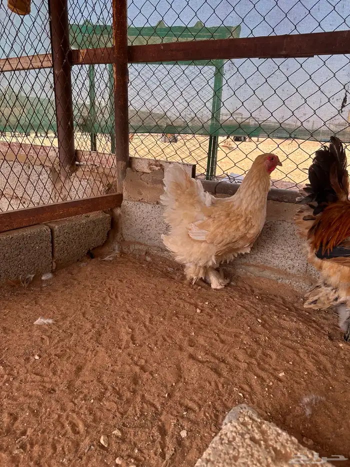 جوز براهما بوف 1