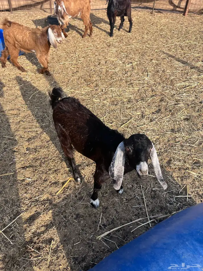 تيوس تم البيع 4