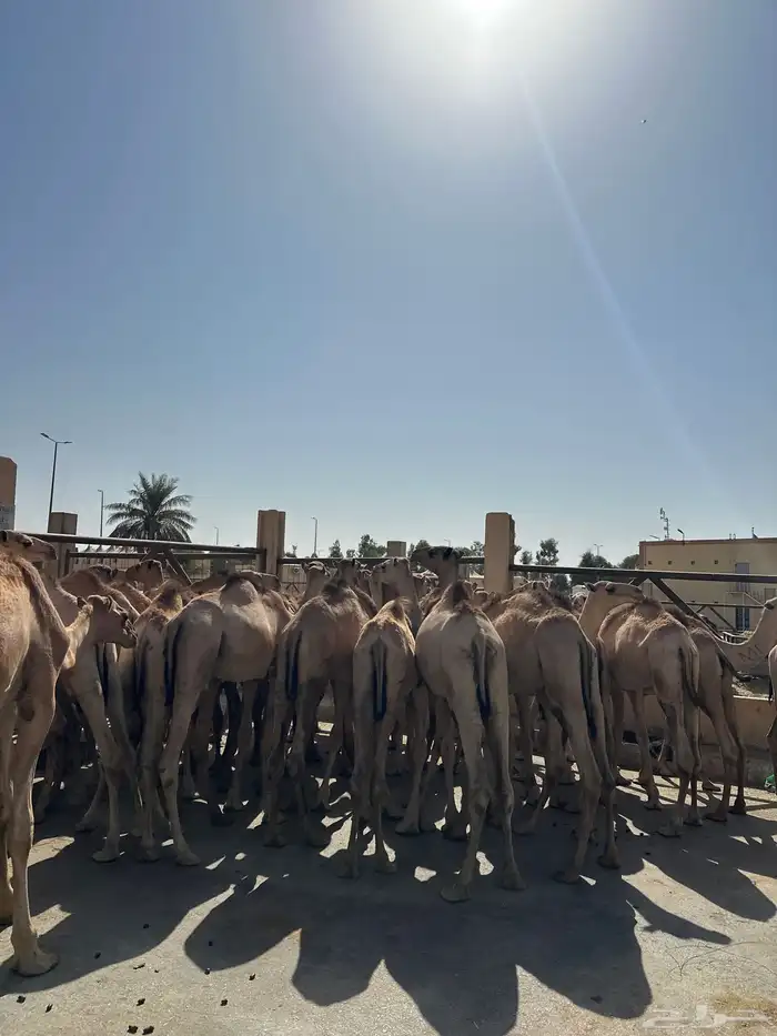 قعدان صومالي جديده. العدد 100 2