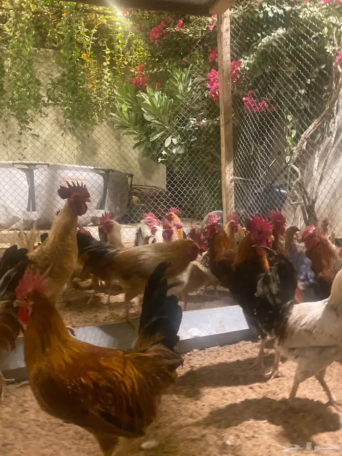 ديك بلدي 3